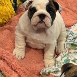 Girl 1 - White female Bulldog puppy in Crane Hill, Alabama from Jetana Bulldogs