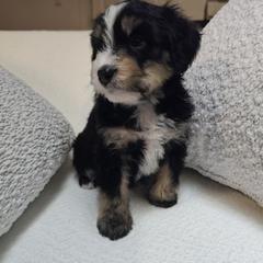 Australian Mountain Doodle, Bernedoodle, Companion Cross, and Shihpoo Puppies from Perfect Companion Puppies