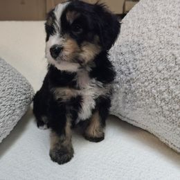 Australian Mountain Doodle, Bernedoodle, Companion Cross, and Shihpoo Puppies from Perfect Companion Puppies
