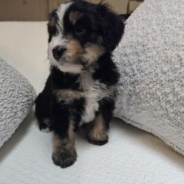 Australian Mountain Doodle, Bernedoodle, Companion Cross, and Shihpoo Puppies from Perfect Companion Puppies