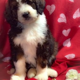 Bernedoodle and Bernese Mountain Dog Puppies from Mountain Top Bernedoodles