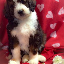 Bernedoodle and Bernese Mountain Dog Puppies from Mountain Top Bernedoodles