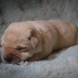 Sesame - Yellow male Labrador Retriever puppy in Ridgecrest, California from Black Mountain Service Dogs