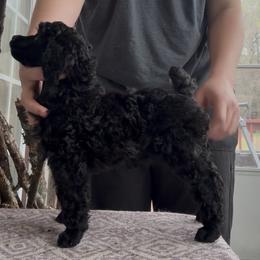 Poodle puppies from Laminin Poodles
