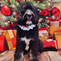 Maggie - Bernedoodle