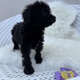Zuza - Black female Goldendoodle puppy in Davie, Florida from Daviegoldendoodles