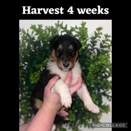 Collie Puppies from Jolly Collies