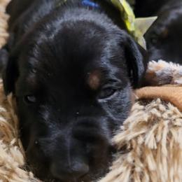 Emerald Eire's Balthasar - Black and rust male Doberman Pinscher puppy in Phoenix, Arizona from Emerald Eire Dobermanns
