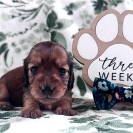 Lon - Red male Dachshund puppy in Dothan, Alabama from Little House Pups