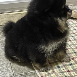 Pomeranian Puppies from Silver’s Reigning Heir Poms