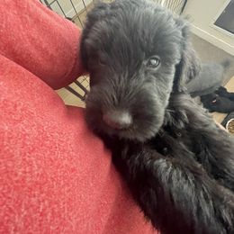 Giant Schnauzer Puppies from Schnauzer Ranch