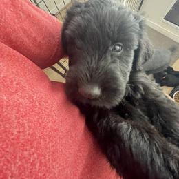 Giant Schnauzer Puppies from Schnauzer Ranch
