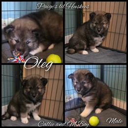 Oleg - Agouti and white male Siberian Husky puppy in Bloomfield, Indiana from Paiges lil huskies