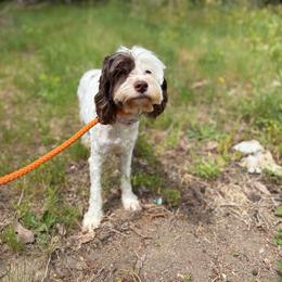 Lyzah - 15lbs - Brown and white female Cockapoo puppy in Boonville, North Carolina from Doods & Dolls