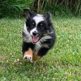 Miniature Australian Shepherds from Mills Farm Miniature and Toy Australian Shepherds