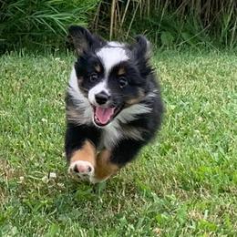 Miniature Australian Shepherds from Mills Farm Miniature and Toy Australian Shepherds