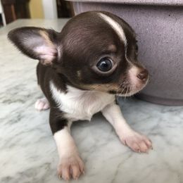 Chihuahuas from Chet's French Quarter Chihuahuas
