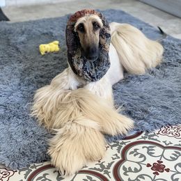 Asha  - Afghan Hound
