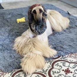 Asha  - Afghan Hound