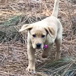 Dilute Retriever Puppies from Palmetto Moon Labradors