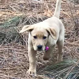 Dilute Retriever Puppies from Palmetto Moon Labradors