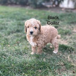 Poodle Puppies from Mitten Parti Poodles