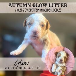 GLOW - Red  female Goldendoodle puppy in Watertown, New York from True Friend Doodles