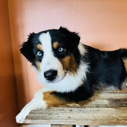 Finnick - Australian Shepherd