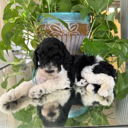Ace - Parti male Poodle puppy in Los Angeles, California from Exquisite Doodles