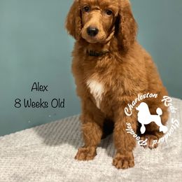 Poodle Puppies from Charleston Reds Standard Poodles