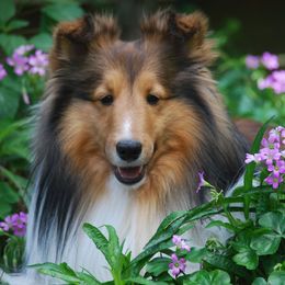 Shetland Sheepdogs from Vickey Willard