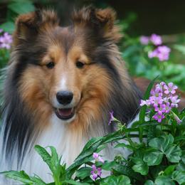 Shetland Sheepdogs from Vickey Willard