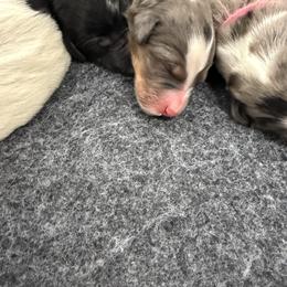 Klaus - Merle female Bernedoodle puppy in Hegins, Pennsylvania from Bubbling Springs Doodles, LLC