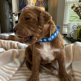 Navel - Red  male Goldendoodle puppy in Chattanooga, Tennessee from Scenic City Doodles