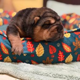 Basil - Black sable male Chinese Shar-Pei puppy in Lenoir, North Carolina from Peitato Chips