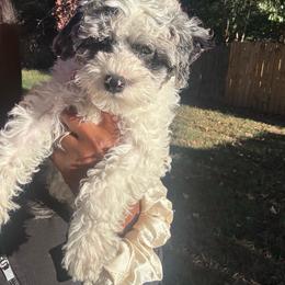 Kovu - Merle male Cavapoo puppy in Memphis, Tennessee from J'Adore Doodles