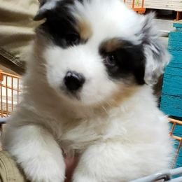 Australian Shepherds from IvyFarm Aussies