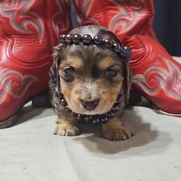 Pebbles - Dapple female Dachshund puppy in Austin, Texas from Glorious Minis