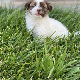 Havanese Puppies from Happy Havanese Gems