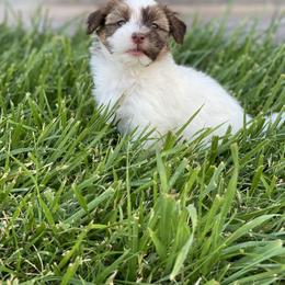 Havanese Puppies from Happy Havanese Gems