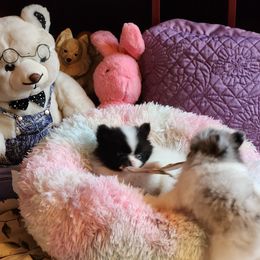 Pomeranian Puppies from La Belle Pomeranians