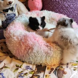 Pomeranian Puppies from La Belle Pomeranians