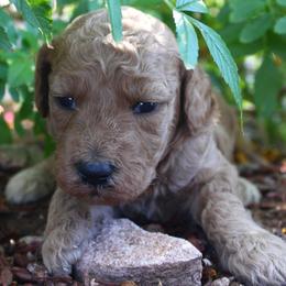 Amber - Red  female Goldendoodle puppy in Apache Junction, Arizona from Loving Doodle