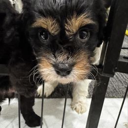 Yue - Black and white female Cavapoo puppy in Richards, Missouri from TMJ Dachshunds & More