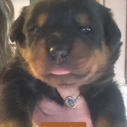 Boy 2 - Black and mahogany male Rottweiler puppy in De Witt, Iowa from Irish Eyes Kennels