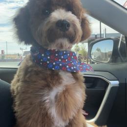 Goldendoodle All Grown Up from Goldendoodle AZ