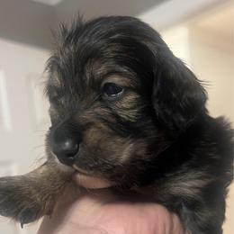Onyx - Black and tan male Dachshund puppy in Miami, Florida from Maitime Dachshund