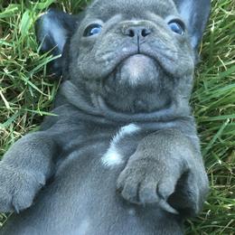 French Bulldog Puppies from Willow Farm