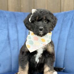 Diana - Phantom female Bernedoodle puppy in Bellville, Ohio from Bernedoodle Buddies