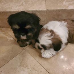 Shih Tzu Puppies from Trinity Shihtzu's So Calif